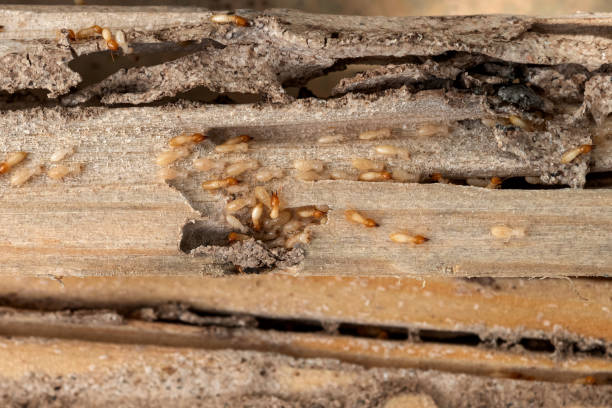 Best Insect Control  in Taunton, MA